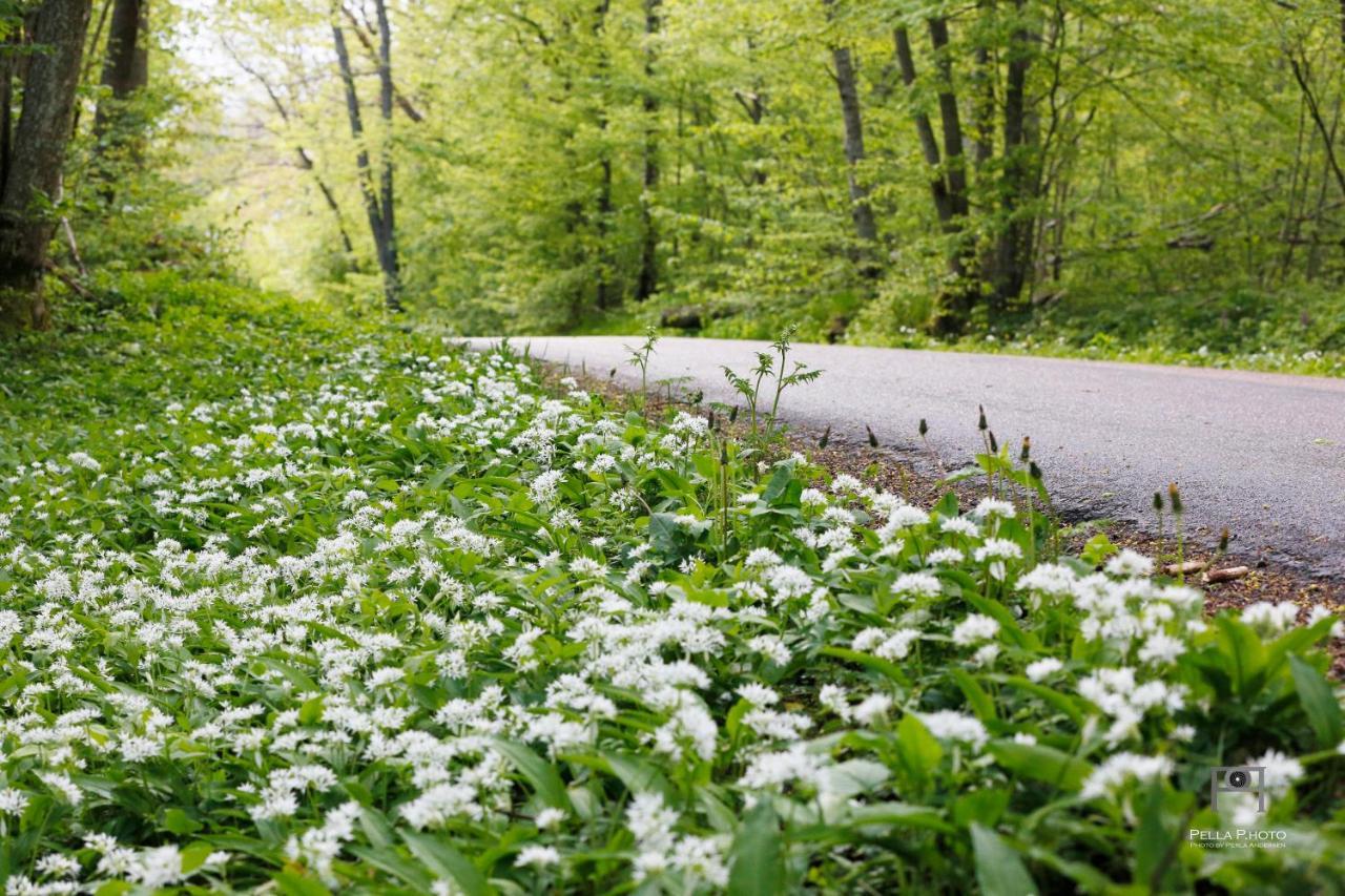 Arroeds Bostaelle Panzió Tollarp Kültér fotó